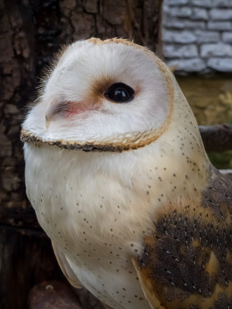 フクロウの森動物園で直面している白フクロウ笑顔 町の端に位置する自然のランドマーク の写真素材 画像素材 Image