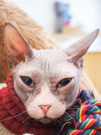 Jonge haarloze Pussys