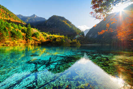Sun flower: Tolle Aussicht von der Five Flower Lake (Bunte-See) fallen unter den Wäldern und Bergen in Jiuzhaigou Naturreservat, China. Abgetaucht Baumstämme an der Unterseite. Die Sonne scheint durch Laub.