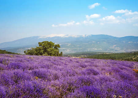 Sun flower: Lavendelfeld mit Blick auf den Mont Ventoux