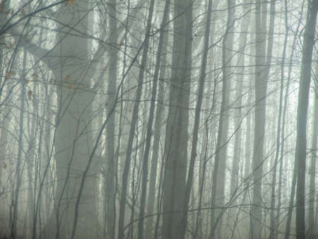 深い霧に包まれている森 の写真素材 画像素材 Image