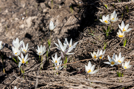 白いクロッカス スノー ドロップ 後半の冬の間に垂れ下がった白い花に耐える広く栽培される球根のヨーロッパの植物 の写真素材 画像素材 Image 白いクロッカス スノー ドロップ 後半の冬の間に垂れ下がった白い花に耐える広く栽培される球根のヨーロッパの植物 の写真素材 画像素材 Image