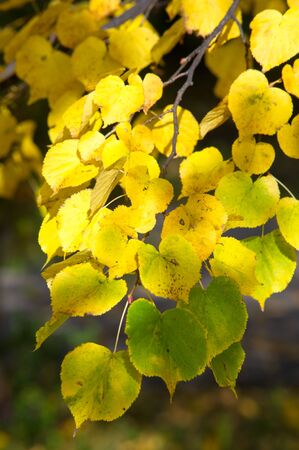 秋葉の菩提樹の木カウンター光で撮影します 紅葉は木の上 ハート形の葉と香りのよい黄色花 落葉性の高木 の写真素材 画像素材 Image 77595007