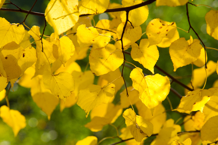 秋葉の菩提樹の木カウンター光で撮影します 紅葉は木の上 ハート形の葉と香りのよい黄色花 落葉性の高木 の写真素材 画像素材 Image 77595007