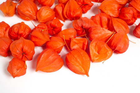 サイサリス Faeªse Leªs 時々 Faeªeˆseeªleªs サイサリスから膀胱を はイヌホオズキ ナス科 の顕花植物の属 の写真素材 画像素材 Image サイサリス Faeªse Leªs 時々 Faeªeˆseeªleªs サイサリスから膀胱を はイヌホオズキ ナス科 の顕花植物の属 の写真素材 画像素材 Image