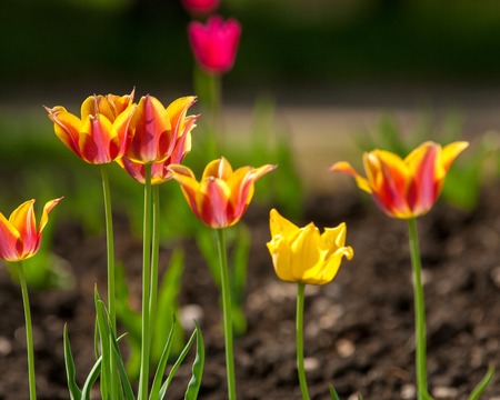 チューリップ かわいいチューリップ チューリップ 美しいチューリップ 色とりどりのチューリップ チューリップを驚くべき緑のチューリップ の花びらを閉じます 花チューリップ背景 オレンジのチューリップ 日光の美しい景色 チューリップ チューリップの チューリップ かわいいチューリップ チューリップ 美しいチューリップ 色とりどりのチューリップ チューリップを驚くべき緑のチューリップ の花びらを閉じます 花チューリップ背景 オレンジのチューリップ 日光の美しい景色 チューリップ チューリップの