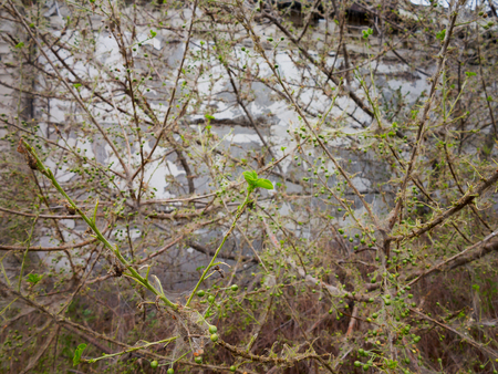 害虫の幼虫によって破損している桜の木の枝 木は覆われた巣と桜の木に毛虫が繭です 毛虫は ツリー上のすべての葉を食べた 植物の病気 の写真素材 画像素材 Image 害虫の幼虫によって破損している桜の木の枝 木は覆われた巣と桜の木に毛虫が繭です 毛虫は ツリー上のすべての葉を食べた 植物の病気 の写真素材 画像素材 Image