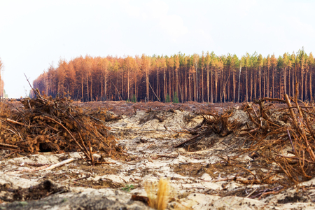 deforestation stock photos and