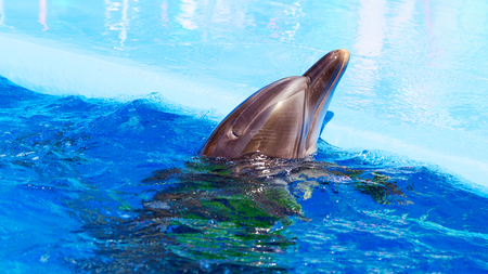 訪問者のフルハウスとイルカ水族館で創造的な面白いショーでイルカは素晴らしいトリックを示しています 観客はオデッサ ウクライナで喜んで喜んで の写真素材 画像素材 Image