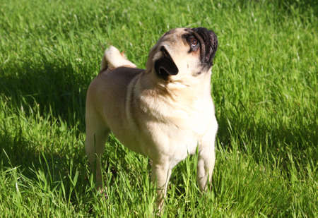 Exhibition Of Thoroughbred Dogs In June 08 Russia Bassengi Stock Photo Picture And Royalty Free Image Image