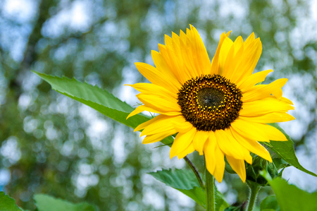 ひまわり茎と葉の成長 の写真素材 画像素材 Image ひまわり茎と葉の成長 の写真素材 画像素材 Image