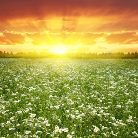 Flower field at sunset  Stock Photo