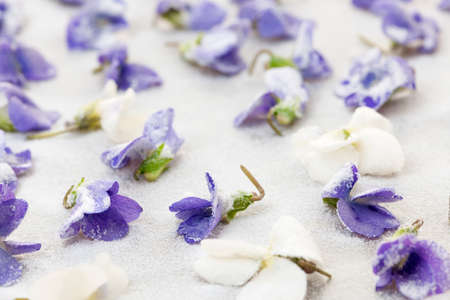 パーチメント紙の乾燥砂糖漬けの砂糖スミレ色の花 の写真素材 画像素材 Image パーチメント紙の乾燥砂糖漬けの砂糖スミレ色の花 の写真素材 画像素材 Image