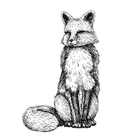 キツネのスケッチ線画画 白黒ベクトルイラスト かわいい手描きの動物 の写真素材 画像素材 Image