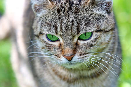 緑の目で美しい縞模様の猫 大人のグレーのトラ猫が屋外 の写真素材 画像素材 Image