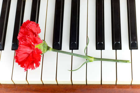 Concepto romántico - clavel rojo en las teclas de piano Foto de archivo - 4789878