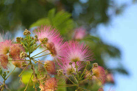 ペルシャの絹の木やアルビリア ジュリブリシンの花 の写真素材 画像素材 Image