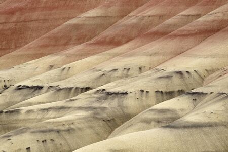 The painted hills in oregon is one of the three units of the john day fossil beds national monument. they are listed as one of the seven wonders of oregon. once this area was a river flood plain with a warm tropical climate and an abundance of plants forming lush forests with exotic prehistoric animals like sable tooth tigers. an abundance of fossil remains makes the area particularly important to vertebrate paleontologists. over a period of 35 million years the landscape transformed several times due to volcanic eruptions and climate changes. layers of ash and different types of soil mixed with minerals and plant material and eroded causing the unique coloring of the painted hills landscape. grey material is mudstone, siltstone, and shale. red material is iron-oxide and yellow material consists of iron-oxide and manganese-oxide. the black spots are manganese composites caused by ancient plant material. the clay can absorb lots of water and is almost impenetrable by plants. when the clay dries up it brakes down into small pellets causing the colors to fade because the light is reflected in all directions. once the clay is completely saturated by water, the surface smooths out completely and the coloring becomes much more vivid. Banco de Imagens