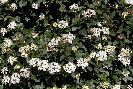 冬の終わりに開花常緑ガマズミ属の木 Tinus ブッシュ の写真素材 画像素材 Image