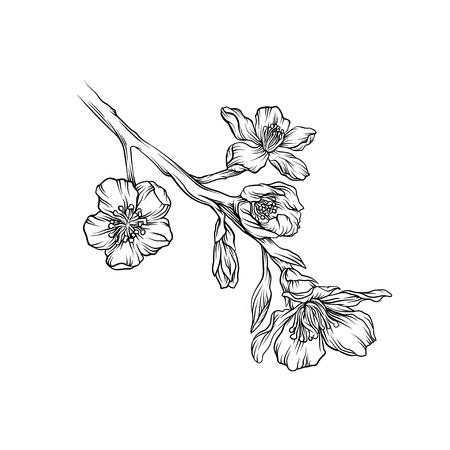 夏庭に咲く花の白黒イラスト のイラスト素材 ベクタ Image