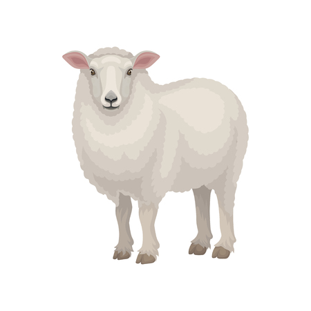 Cute East Friesian sheep standing isolated on white background. Domestic animal with thick woolly coat and pink ears. Livestock farming theme. Graphic element for book or poster. Flat vector design.
