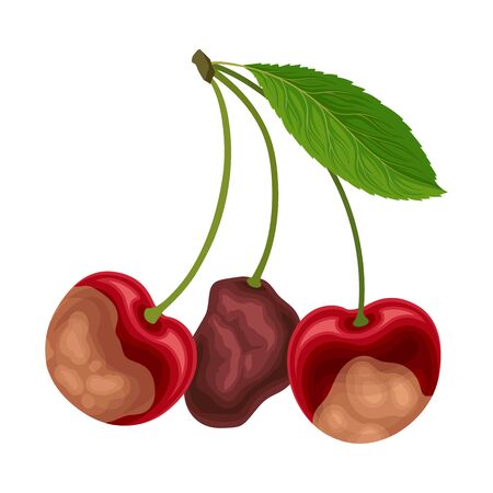 Spoiled and rotten cherry with berries covered with stinky rot vector illustration