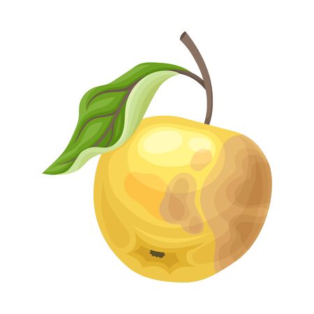 Spoiled and rotten apple fruit with skin covered with stinky rot vector illustration