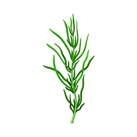 Lavanda Isolado Desenho Ilustração Elemento Desenhado Mão Para Ervas Casamento imagem vetorial de AcantStudio© 507381804