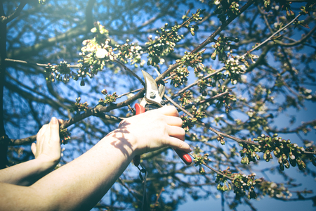 女性は剪定はさみで桜の木の枝を切る 庭の木 彼働く春 咲く前に のつぼみ の写真素材 画像素材 Image 女性は剪定はさみで桜の木の枝を切る 庭の木 彼働く春 咲く前に のつぼみ の写真素材 画像素材 Image