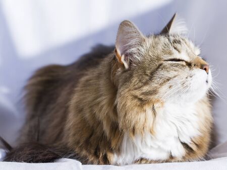Adorable Braunes Tabby Katzchen Sibirische Katze Lizenzfreie Fotos Bilder Und Stock Fotografie Image 72060141