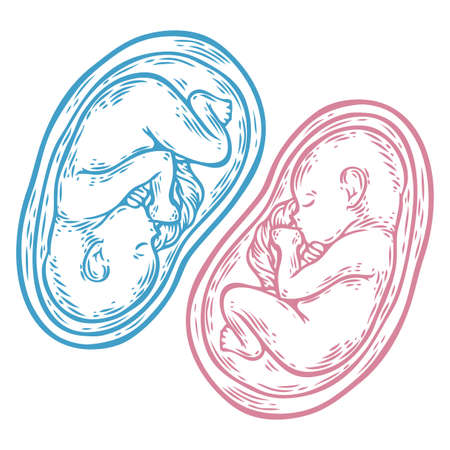 図 4 から 40 週間の胎児の成長の のイラスト素材 ベクタ Image 6186 図 4 から 40 週間の胎児の成長の のイラスト素材 ベクタ Image 6186