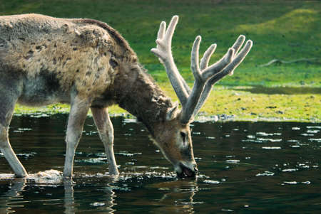 close-up of a beautiful deer in the forest Stock Photo