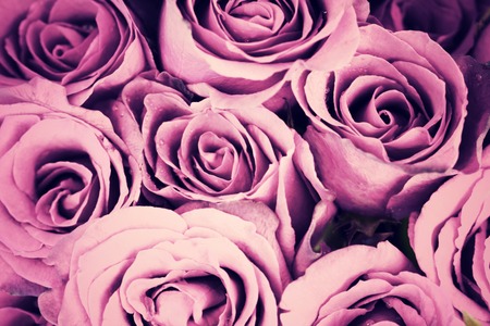 背景として紫色のバラの花束 の写真素材 画像素材 Image 背景として紫色のバラの花束 の写真素材 画像素材 Image