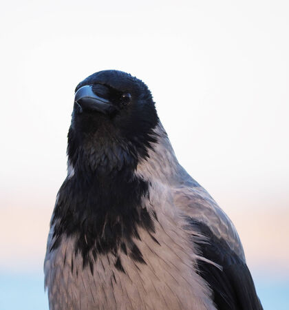 フード付きのカラス カラス Cornix 青空背景春林の枝の上に座って バルト海沿岸 カリーニング ラード の写真素材 画像素材 Image フード付きのカラス カラス Cornix 青空背景春林の枝の上に座って バルト海沿岸 カリーニング ラード の写真素材 画像素材 Image