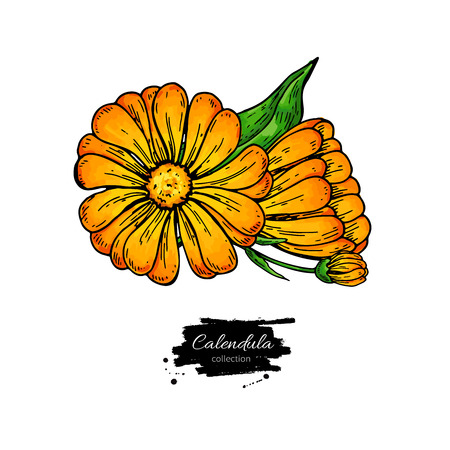 カレンデュラベクトル描画 孤立した医療の花と葉 ハーブイラスト お茶 有機化粧品 薬 アロマセラピーのための詳細な植物スケッチのイラスト素材 ベクタ Image