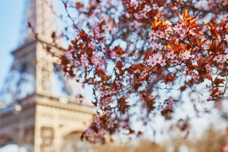 満開と青空にエッフェル塔のピンクの桜 フランス パリの春 の写真素材 画像素材 Image 満開と青空にエッフェル塔のピンクの桜 フランス パリの春 の写真素材 画像素材 Image