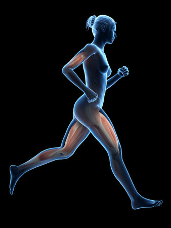 女性の脚の筋肉 の写真素材 画像素材 Image 女性の脚の筋肉 の写真素材 画像素材 Image