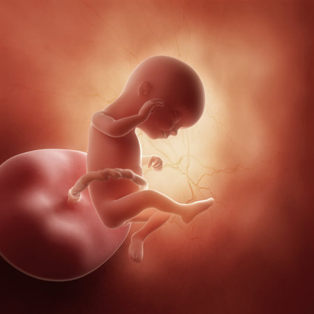 11 週目の胎児の 3 D レンダリングされた医学的に正確な図 の写真素材 画像素材 Image