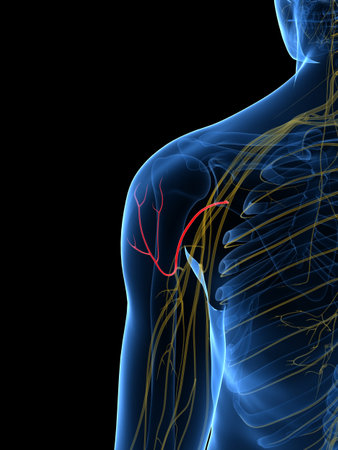 腋窩神経の 3 D レンダリングされた医学的に正確な図 の写真素材 画像素材 Image