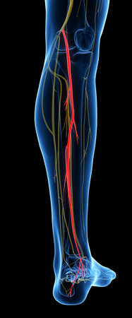 tibial nerve