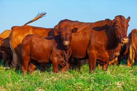 Herd of bonsmara cows with their calves Banco de Imagens