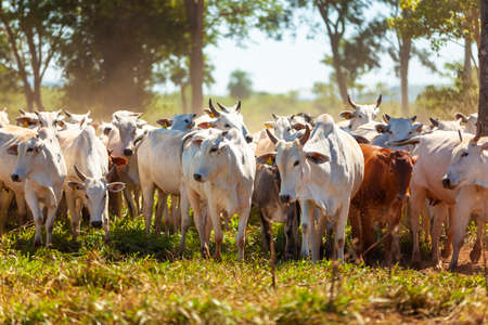 Nellore herd inseminated with bonsmara calves, mato grosso do sul, brazil,
