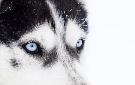 ハスキー犬のブルーの目のクローズ アップ の写真素材 画像素材 Image ハスキー犬のブルーの目のクローズ アップ の写真素材 画像素材 Image