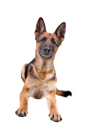 カメラ目線のジャーマン シェパード犬の正面図 の写真素材 画像素材 Image カメラ目線のジャーマン シェパード犬の正面図 の写真素材 画像素材 Image