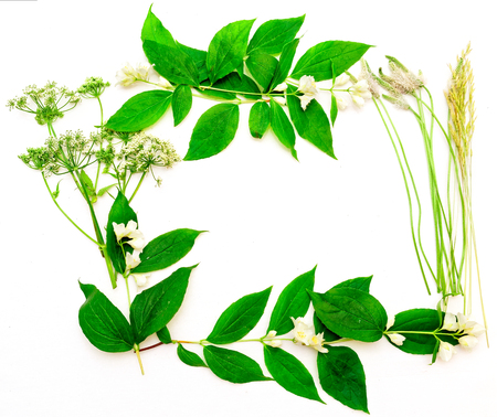 Wreath of the jasmine flowers and leaves and wild grass on white background. Flat lay. Фото со стока