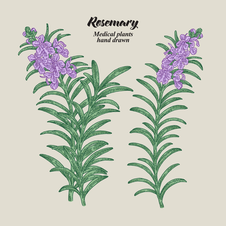 10 470 ローズマリー のイラスト素材 ベクター 123rf 10 470 ローズマリー のイラスト素材 ベクター 123rf