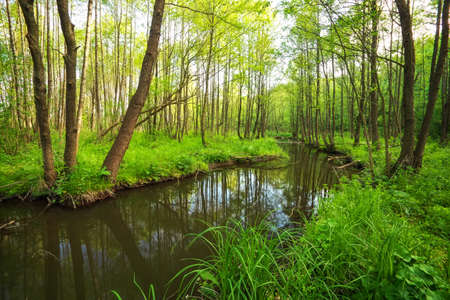風景画　　「森の中」 日本の風景「涼しい森の中」壁紙1920x1280 - 壁紙館