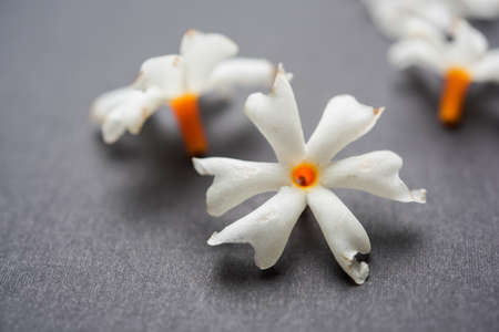 Nyctanthes arbor-tristis or Parijat or prajakt flower typically found in India,asia