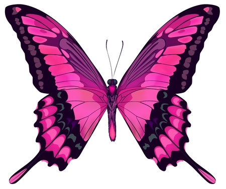 蝶 美しいピンクと紫ライラック紫蝶白い背景で隔離のベクトル イラスト のイラスト素材 ベクタ Image 蝶 美しいピンクと紫ライラック紫蝶白い背景で隔離のベクトル イラスト のイラスト素材 ベクタ Image