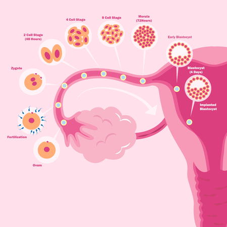 cute cartoon uterus on the pink background